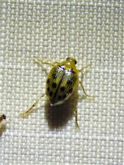 Peltodytes litoralis