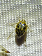 Peltodytes litoralis