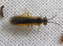 Harpiphorus lepidus