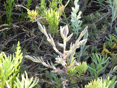 Chloropyron maritimum maritimum