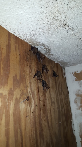 taxonomy_inaturalist image for Corynorhinus rafinesquii