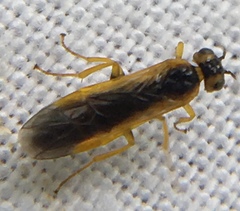 Harpiphorus lepidus
