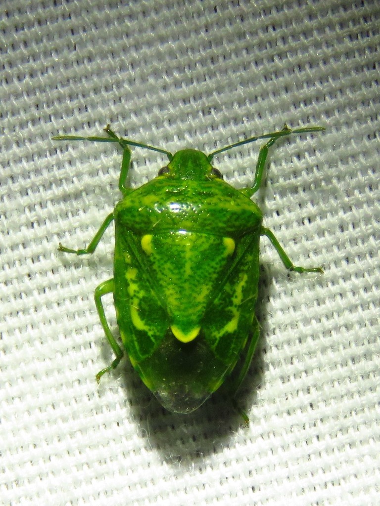 cedar berry bug