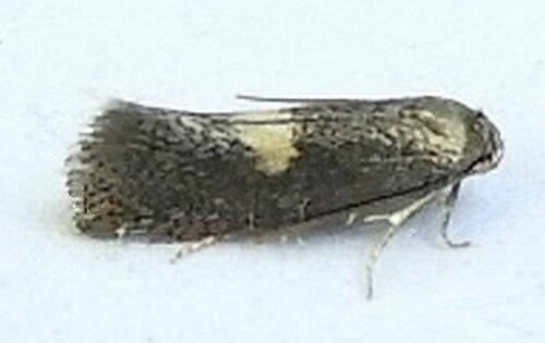 Moth (Perittia herrichiella) photo 4