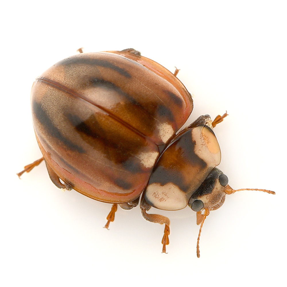 Subvittate Lady Beetle