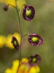 Thysanocarpus radians