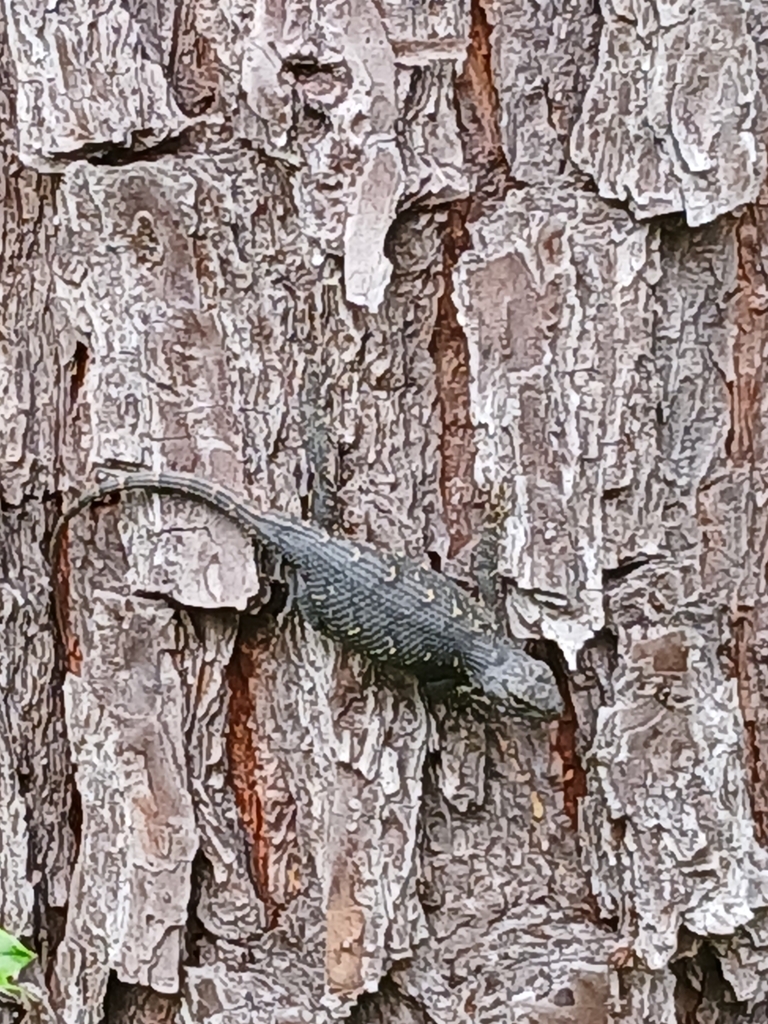 Prairie Lizard from Dry Prong, LA 71423, USA on May 9, 2024 at 12:51 PM ...