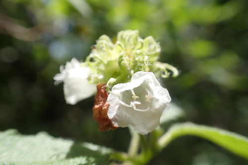 Varronia bullata, photograph 6