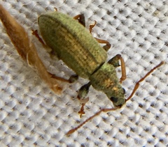 Phyllobius argentatus