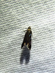 Strobisia proserpinella