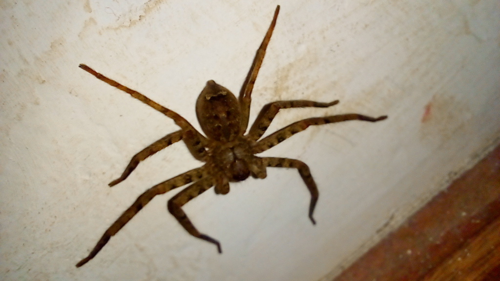 Pantropical Huntsman Spider from Nuwara Eliya, Sri Lanka on March 24 ...