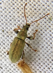 Phyllobius argentatus