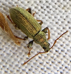 Phyllobius argentatus