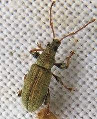 Phyllobius argentatus