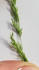 Limnodea arkansana