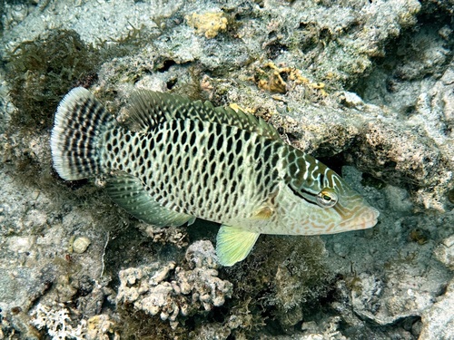 Napoleon Wrasse
