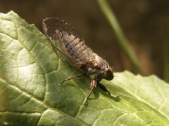 Platypedia laticapitata