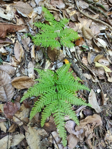Pteris novae-caledoniae observed 2024-05-10