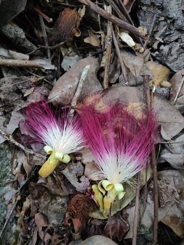 Serianthes sachetae observed 2024-05-10