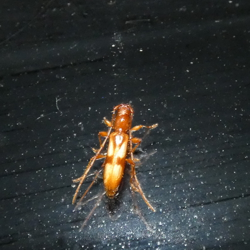 Four-spotted Hickory Borer photo 5