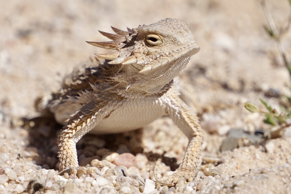 Regal Horned Lizard