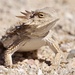 Regal Horned Lizard - Photo (c) Yinpeng Zhang, some rights reserved (CC BY-NC), uploaded by Yinpeng Zhang