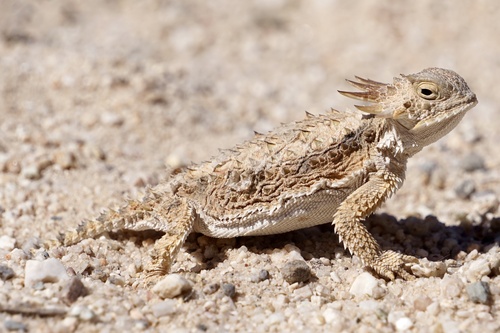 Regal Horned Lizard