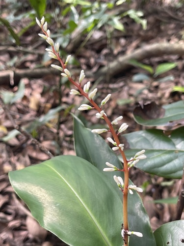 Alpinia oblongifolia, photograph 4