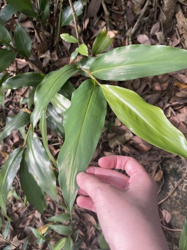 Alpinia oblongifolia, photograph 5