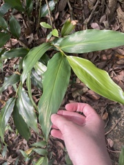 Alpinia oblongifolia, photograph (c) Yj, some rights reserved (CC BY)