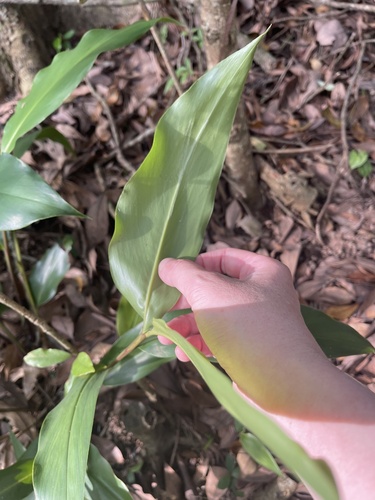 Alpinia oblongifolia, photograph 6