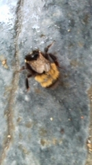 Bombus haematurus