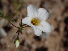 Leptosiphon chrysanthus decorus