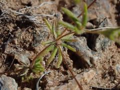 Leptosiphon chrysanthus decorus