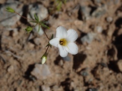 Leptosiphon chrysanthus decorus