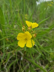 Oenothera serrulata