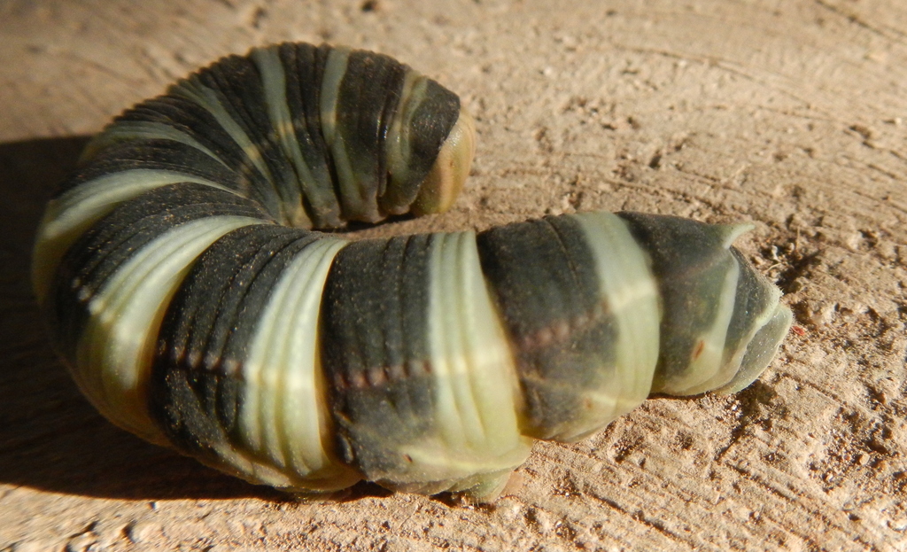 Pachylia syces from Centro, 23880 Loreto, B.C.S., Mexico on May 9, 2024