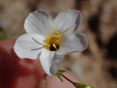 Leptosiphon chrysanthus decorus