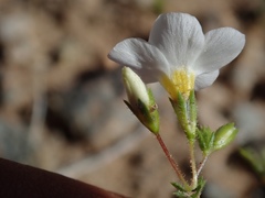 Leptosiphon chrysanthus decorus