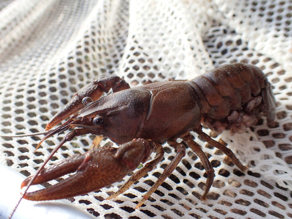 Allegheny Crayfish from French Creek, Berks County, US-PA, US on May 20 ...