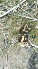 Papilio ornythion ornythion