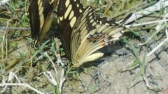 Papilio ornythion ornythion
