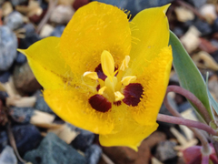 Calochortus monophyllus