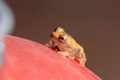 Dendropsophus leucophyllatus