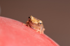 Dendropsophus leucophyllatus