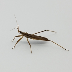 Pygolampis pectoralis