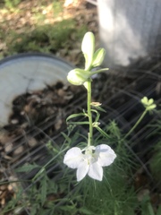 Delphinium ajacis