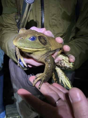 iNaturalist observation photo of American Bullfrog