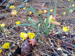 Calochortus monophyllus