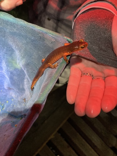 iNaturalist observation photo of Ensatina